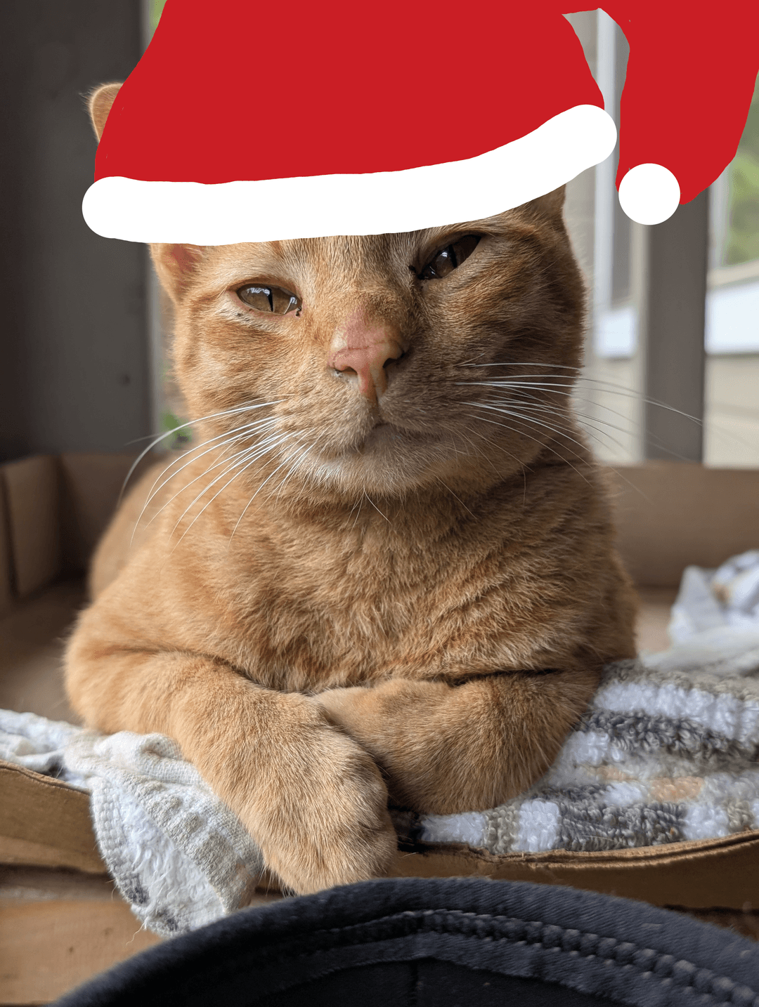 Christmas cat
